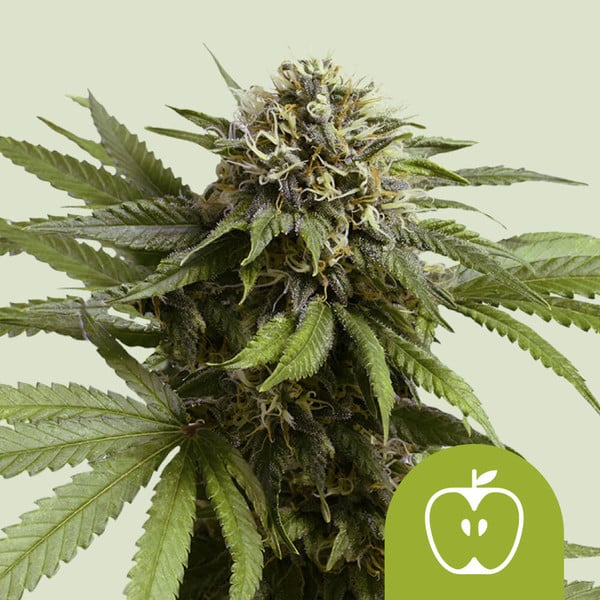 Royal Queen Seeds – Apple Fritter Auto Feminized Seeds (Fast Indica-Dominant Autoflower) - 3 Seeds