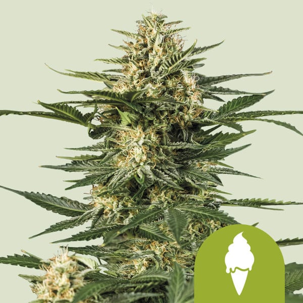 Royal Queen Seeds – Green Gelato Feminized Seeds (Candy-Sweet Hybrid) - 3 Seeds
